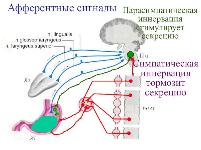 Иннервация это. Афферентная и Эфферентная иннервация. Афферентная иннервация схема. Афферентная симпатическая иннервация. Парасимпатическая иннервация.