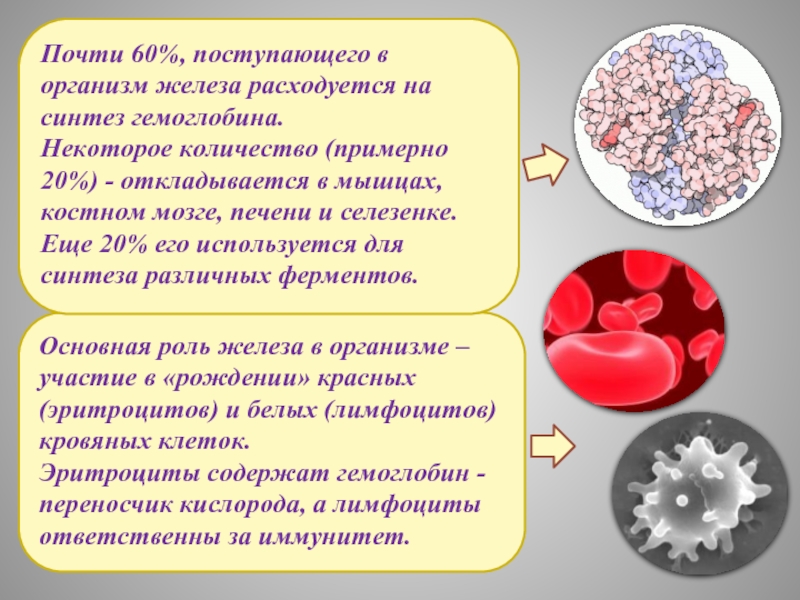 Основная роль железа в организме – участие в «рождении» красных (эритроцитов) и белых (лимфоцитов) кровяных клеток. Эритроциты