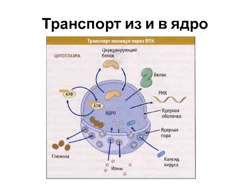 В ядре осуществляется