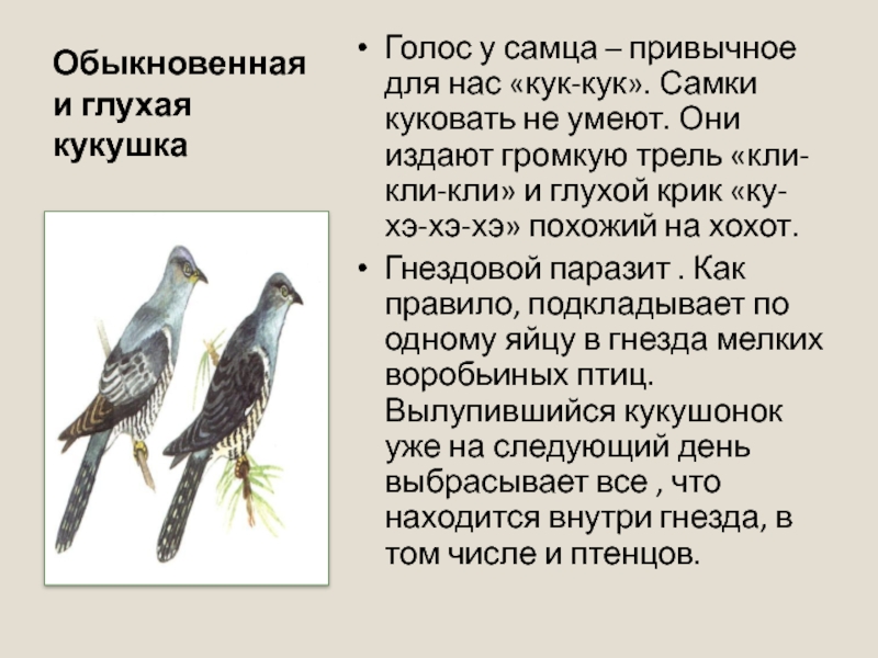 Птицы Якутии презентация. Кто кукует у кукушки самка или самец. Птица которая кукует но не Кукушка как называется. Куковать.