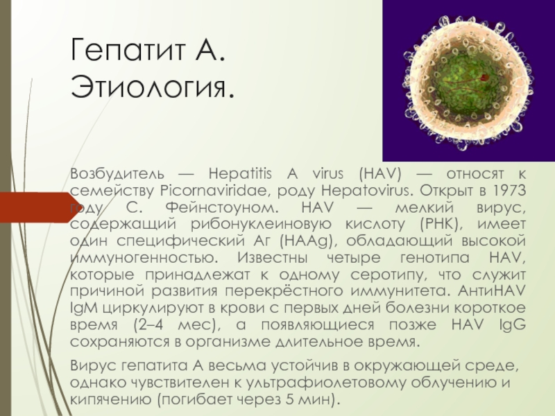 Гепатит А.  Этиология.Возбудитель — Hepatitis A virus (HAV) — относят к семейству Picornaviridae, роду Hepatovirus. Открыт