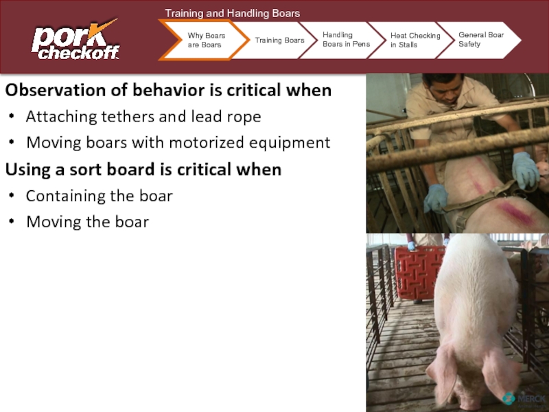 Observation of behavior is critical whenAttaching tethers and lead ropeMoving boars with motorized equipmentUsing a sort board