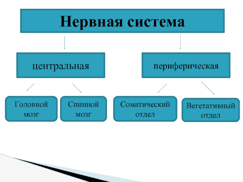 Периферическая нервная система 8 класс презентация - 83 фото