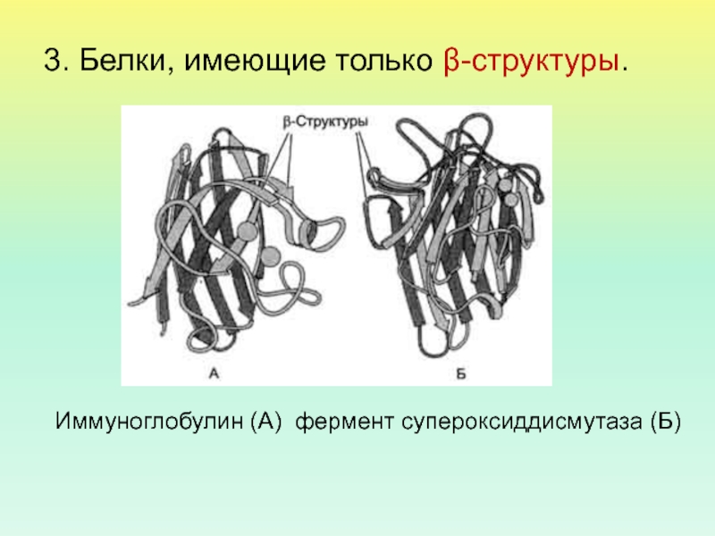 Белок имеет. Иммуноглобулины первичная структура белка.