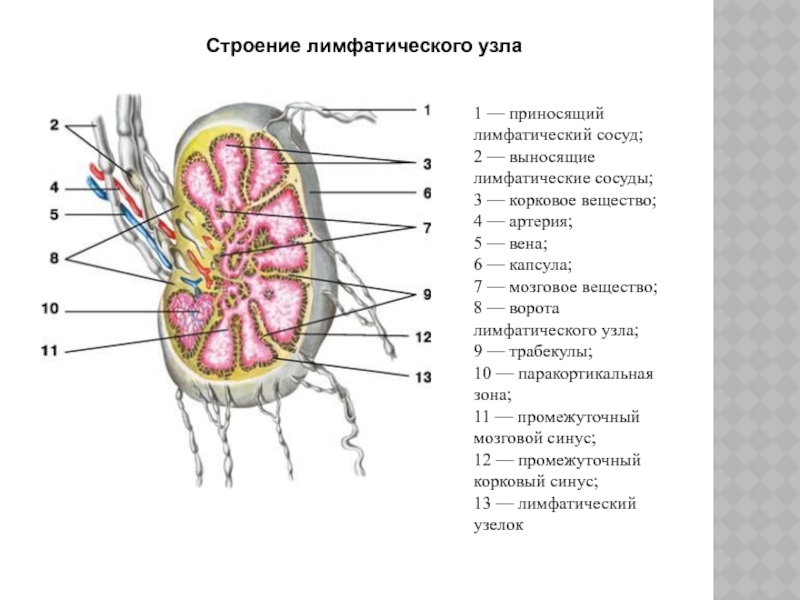 Строение лимфоузла рисунок