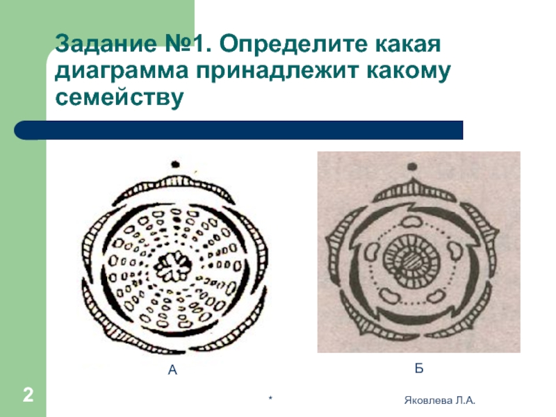 Диаграмма цветка астровых