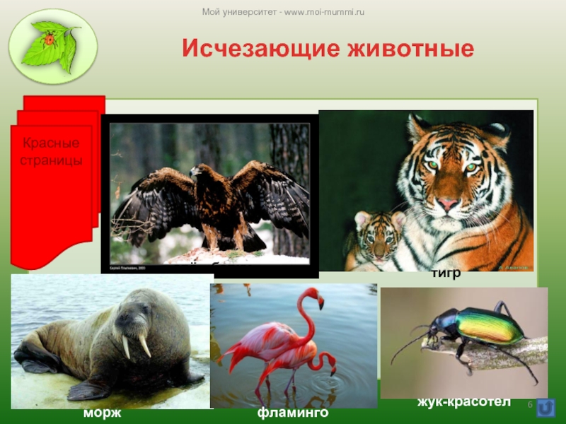 Исчезающие животные тигрорёл-беркутморжфламингожук-красотелКрасные страницыМой университет - www.moi-mummi.ru