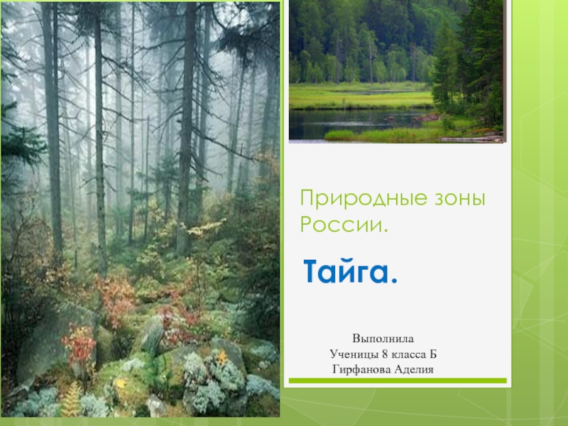 Природная зона России — Тайга
