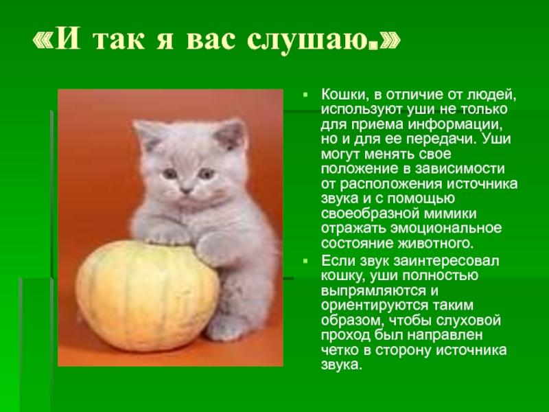 Что говорят кошки