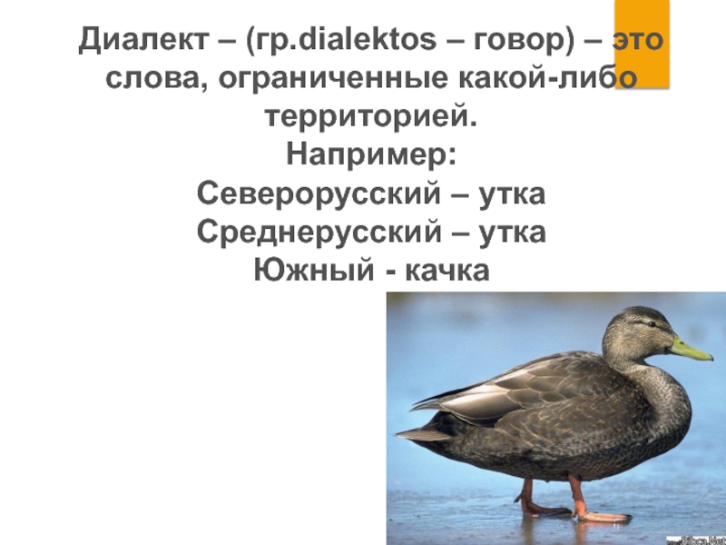 Говор это. Качка диалект. Качка утка диалект. Утка слово. Утка диалектные слова.