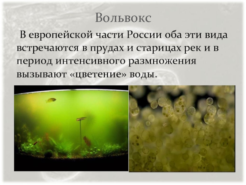 Вольвокс	В европейской части России оба эти вида встречаются в прудах и старицах рек и в период интенсивного