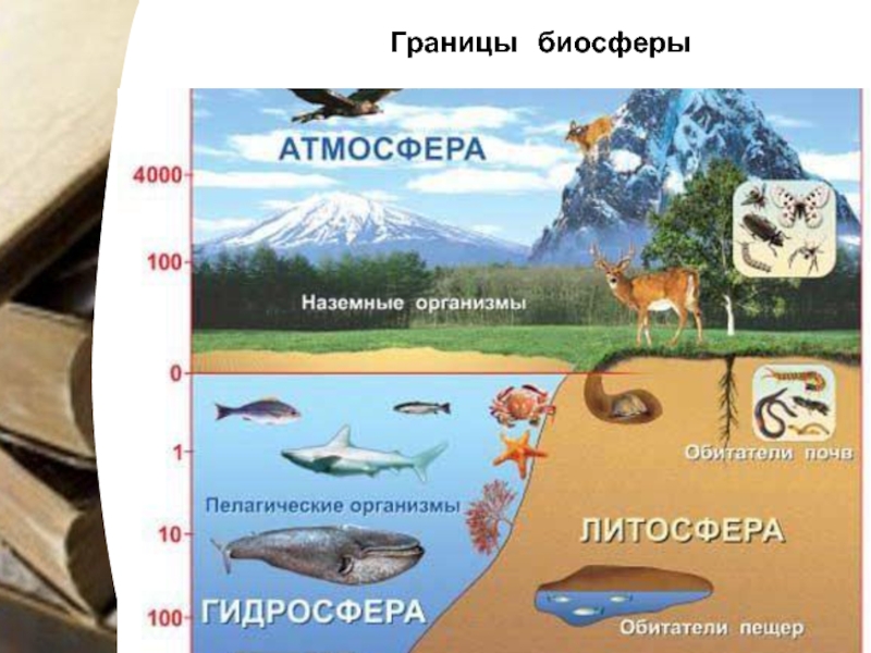 Как нарисовать биосферу