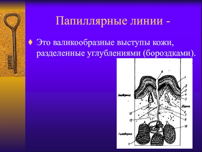 Папиллярные линии проект