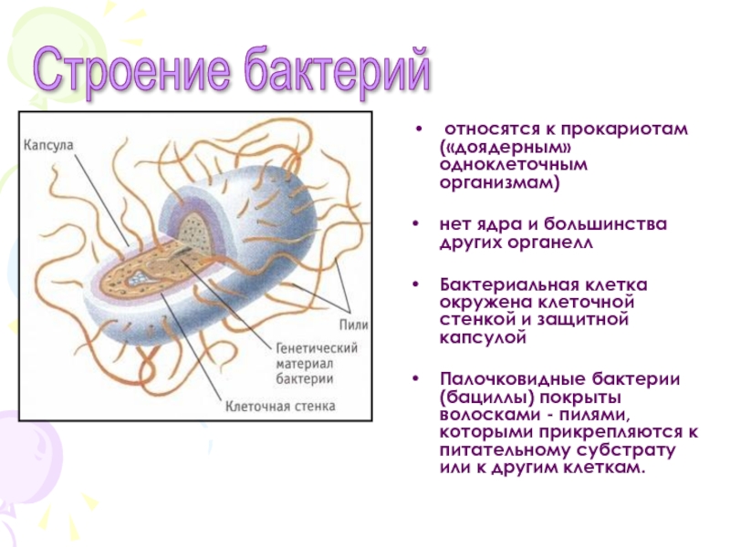 К прокариотам относятся