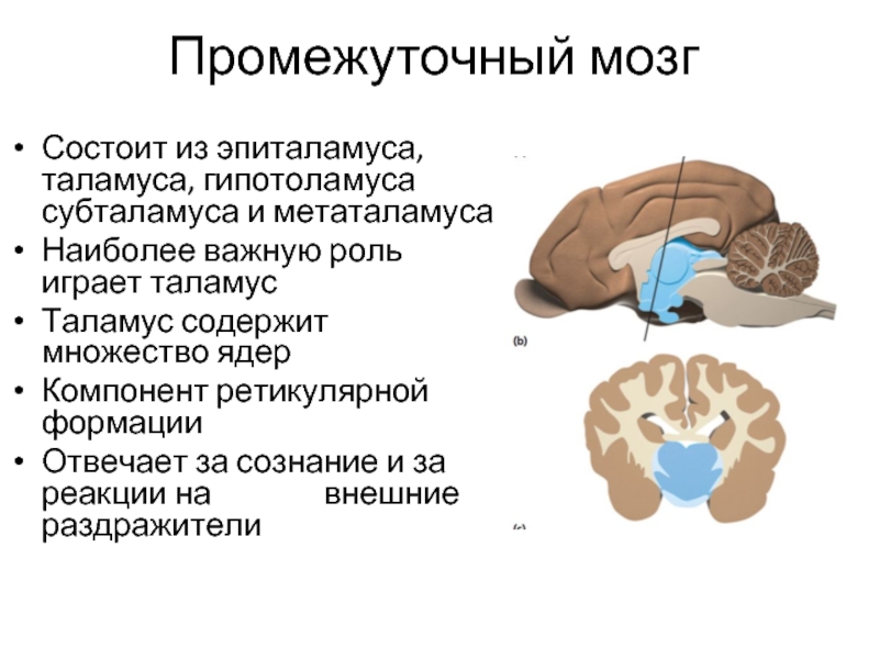 Функции таламуса промежуточного мозга. Промежуточный мозг таламус строение. Таламус строение и функции. Таламус строение неврология. Таламус гипоталамус эпиталамус гипофиз и эпифиз.