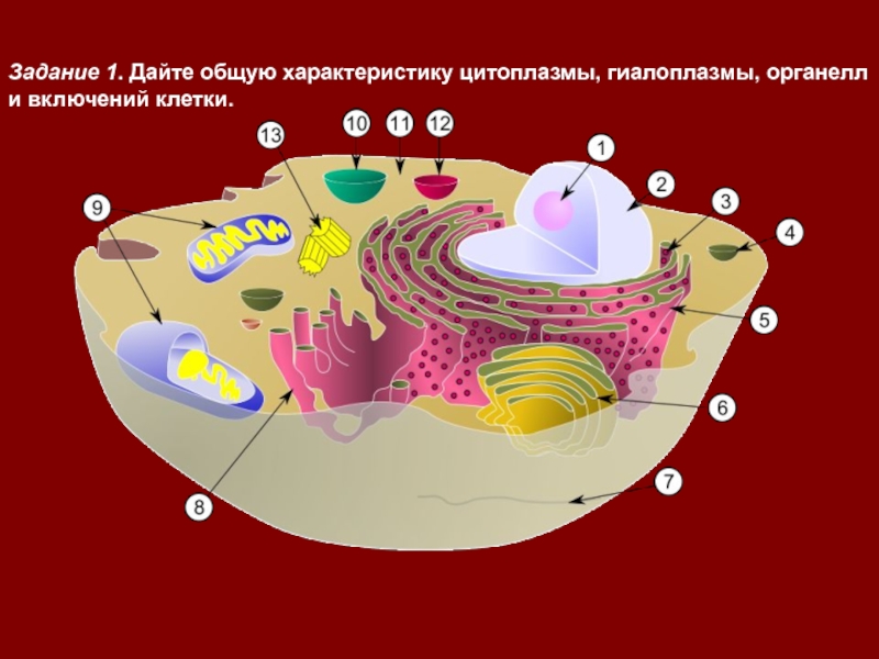 Гиалоплазма. Коллоидная система цитоплазмы (гиалоплазма).. Гиалоплазма эукариотической клетки. Органоиды цитоплазмы гиалоплазма органоиды. Гиалоплазма строение.