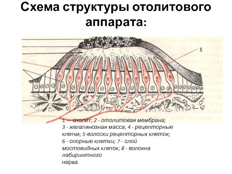 Схема строения макулы