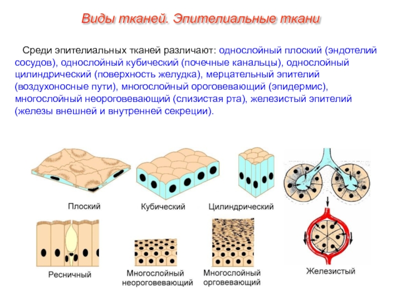 Кубический однослойный эпителий рисунок