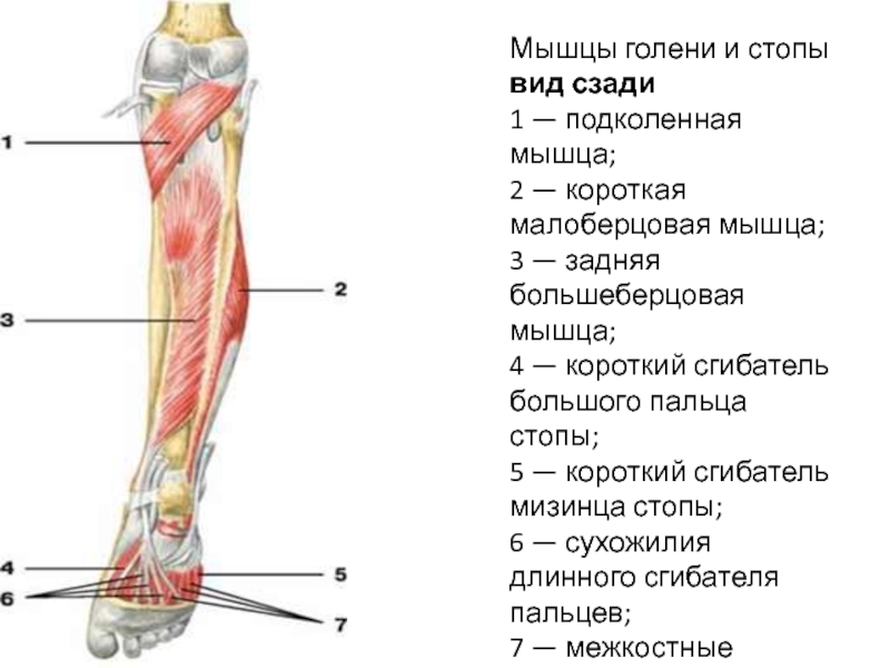 Сухожилия ноги человека в картинках