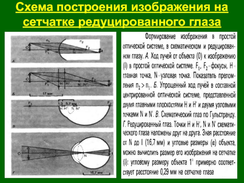 Формирование изображения на сетчатке