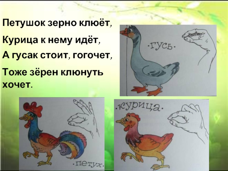 Курочка по зернышку клюет. Петушок клюет зернышки. Упражнение Гусь курица петух. Петушок клюнул зерно. Петушок клюет.