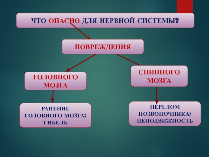 Самостоятельная работа по биологии нервная система