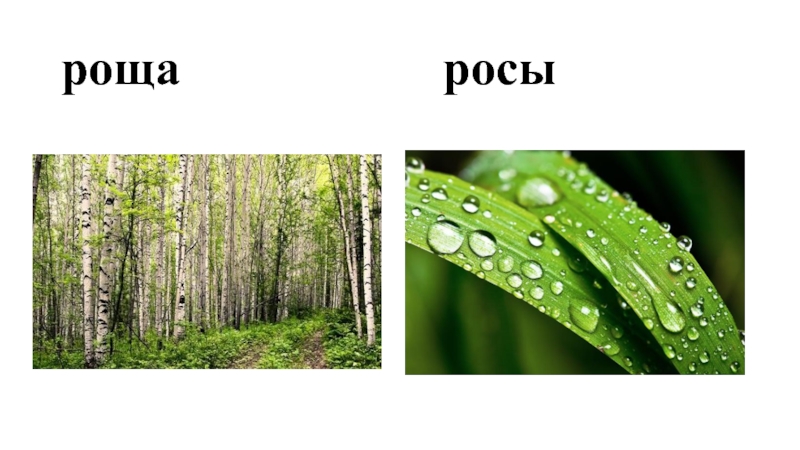 Рощ рос