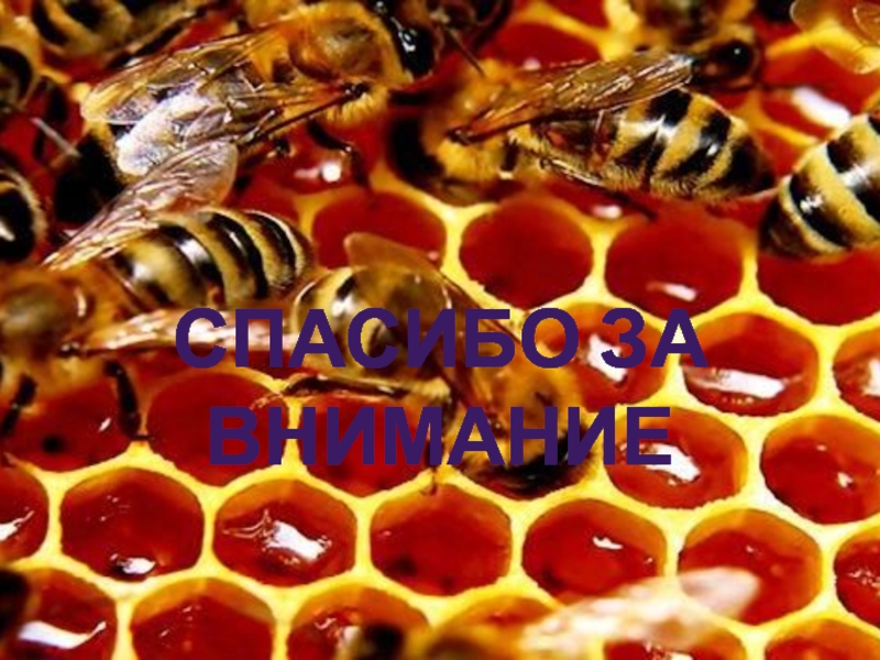 ТЕСТИРОВАНИЕ ЭКСПРЕСС-МЕТОДОВ ОПРЕДЕЛЕНИЯ ФАЛЬСИФИКАЦИИ МЕДА Спасибо за внимание Спасибо за внимание