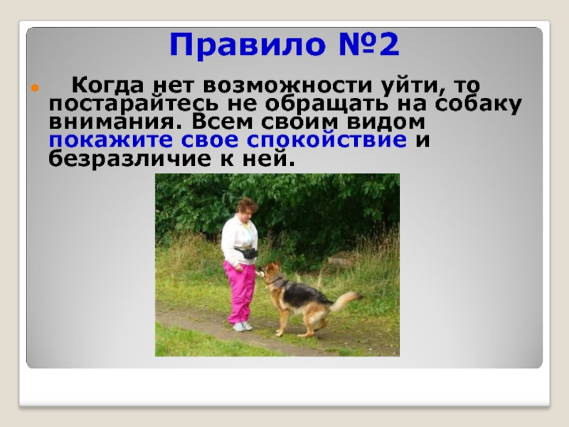 Собака правило. Памятка как вести себя при встрече с собакой. Правила поведения с агрессивной собакой. ОБЖ встреча с собакой. Памятка при встрече с агрессивными собаками..