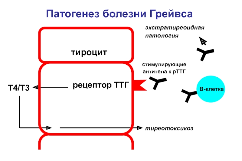 Рецепторы ттг