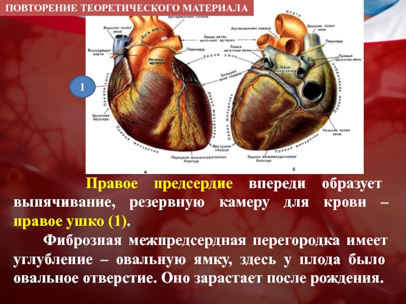 Отверстие в стенке правого предсердия