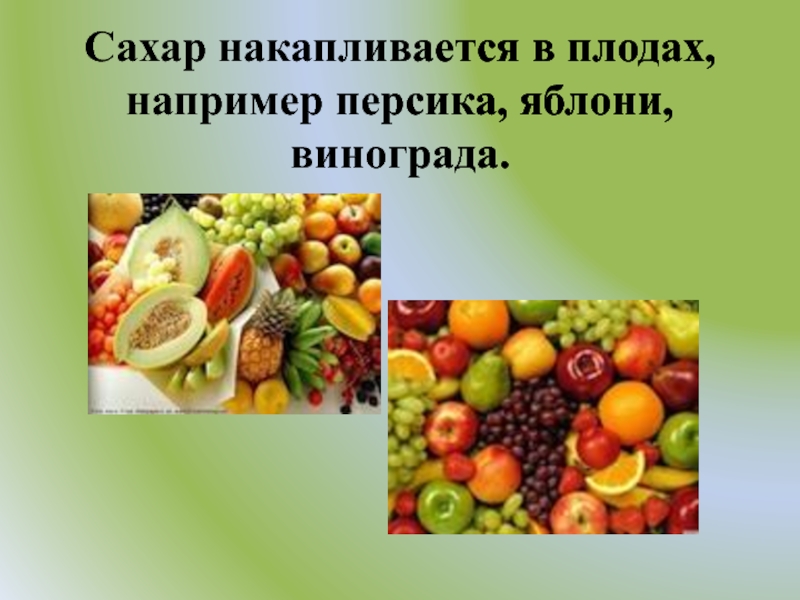 Сахар накапливается в плодах, например персика, яблони, винограда.