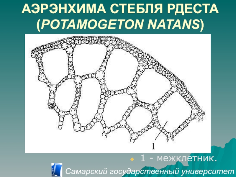 На рисунке представлена ткань. Поперечный срез стебля рдеста ткани. Лист рдеста поперечный срез. Аэренхима ткань растений. Поперечный срез стебля герани.