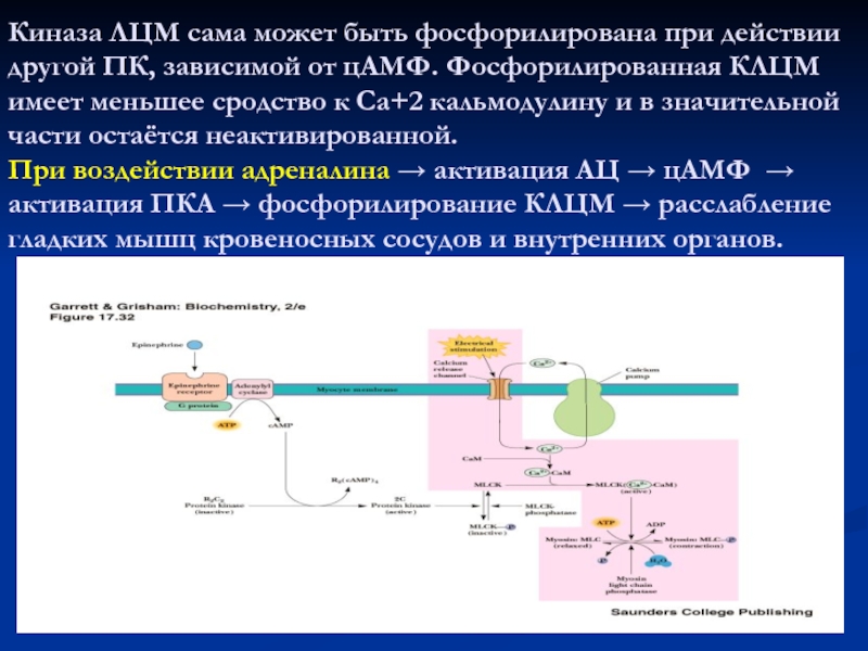 Биохимия мышц презентация