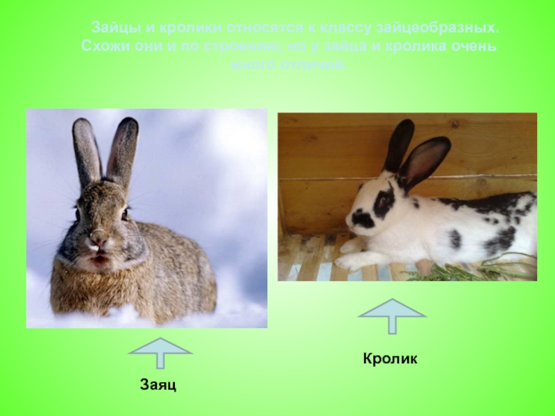 Отличия кролика от зайца фото и описание