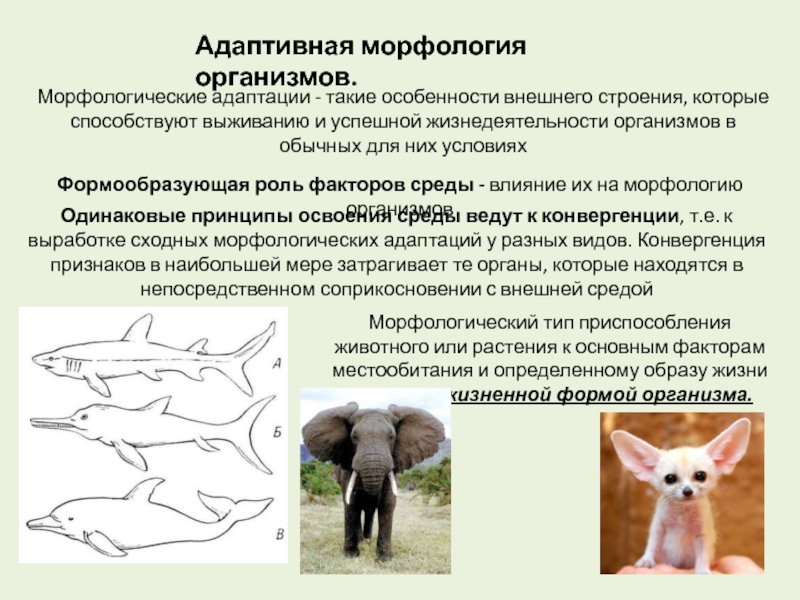 Организм среда адаптация. Адаптивная морфология организмов. Адаптивные особенности организмов. Приспособление организмов морфологические адаптации. Способствуют адаптации организма.