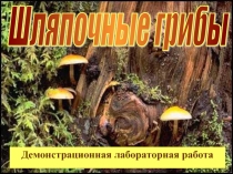 Шляпочные грибы 2