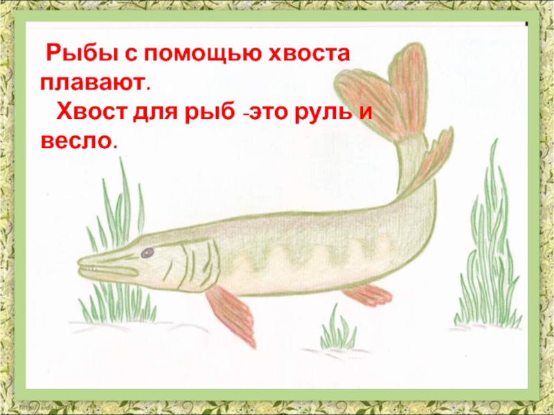 Хвосты помогают животным. Для чего нужен хвост рыбам. Рыба которая плавает хвостом вперед. У рыб есть хвост. Зачем нужен хвост рыбам.
