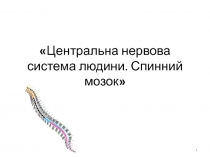 Центральна нервова система людини. Спинний мозок