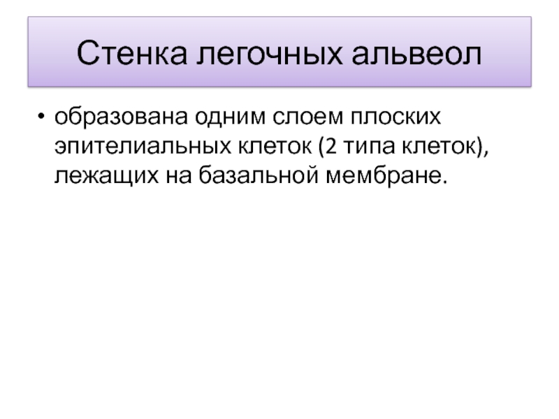 Стенки легочных пузырьков образованы