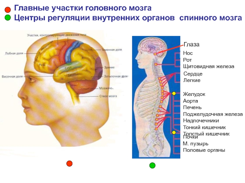 Нос и головной мозг. Участки головного мозга. Внутренние органы головы.