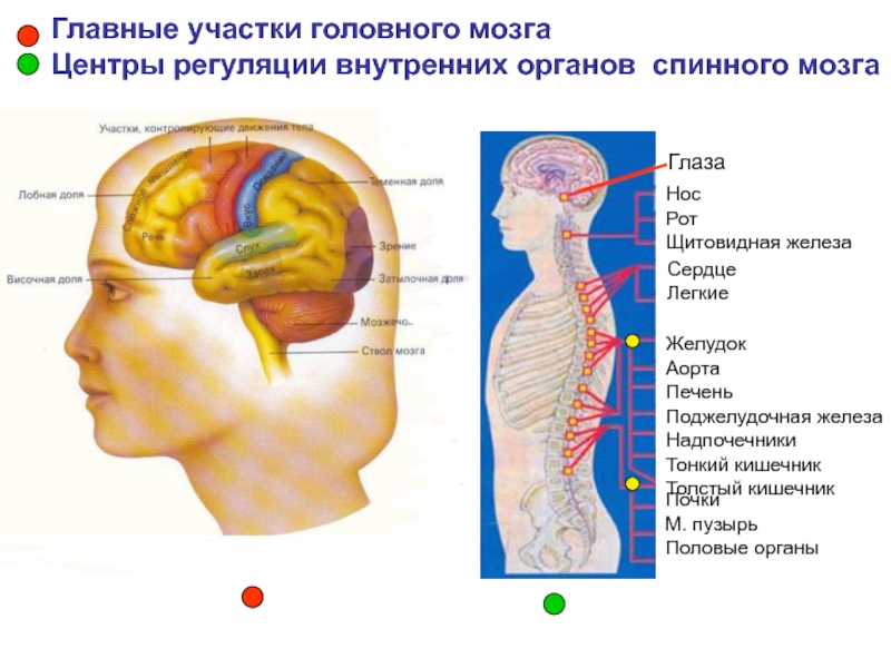 Центр мозга и тела