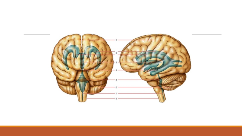 Образования желудочков мозга. 4 Желудочек головного мозга. Желудочки головного мозга человека. Желудочки головного мозга анатомия. Строение мозга плода.