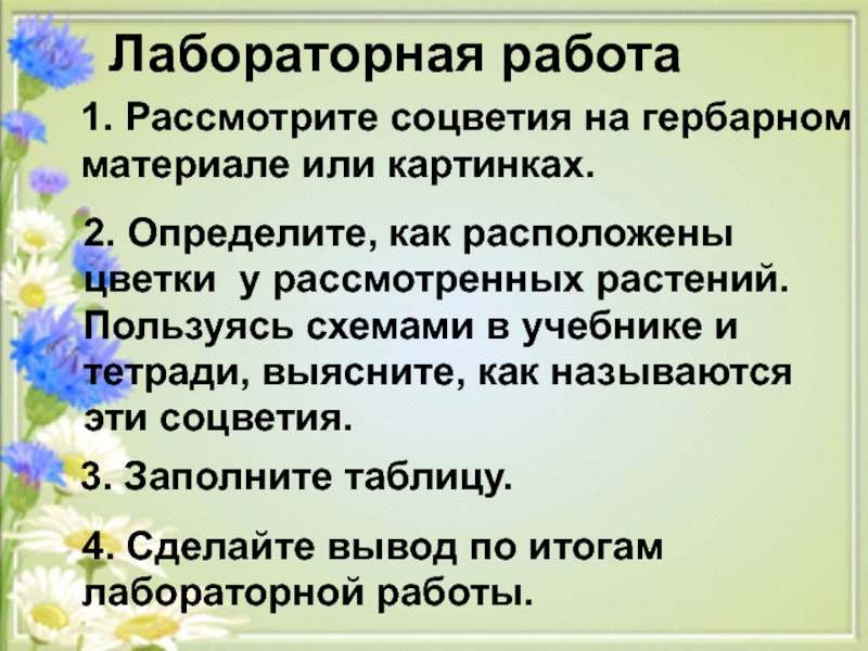 Лабораторная работа по теме соцветия рассмотрите картинки и заполните таблицу