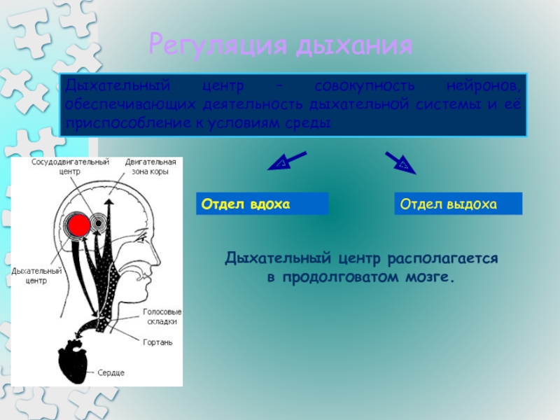 Дыхательный центр расположен в мозге