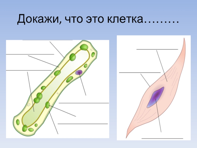 Проект большой мир маленьких клеток