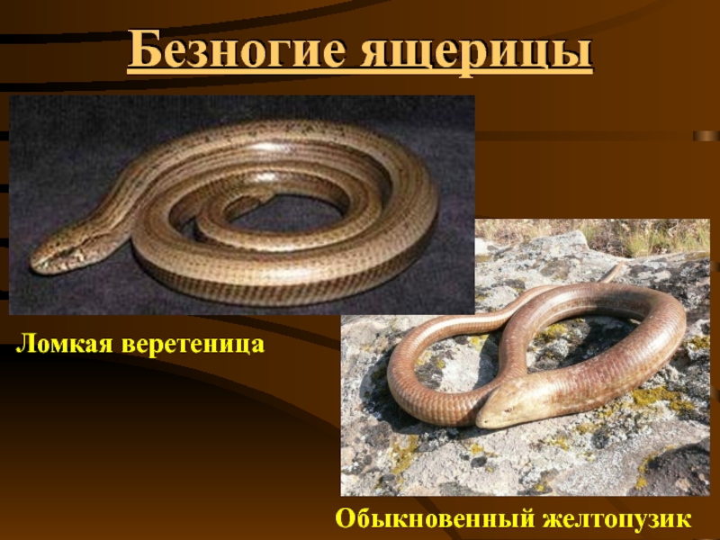Чем ящерицы отличаются от змей