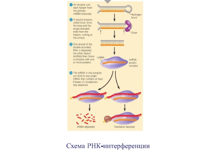 Рнк интерференция схема