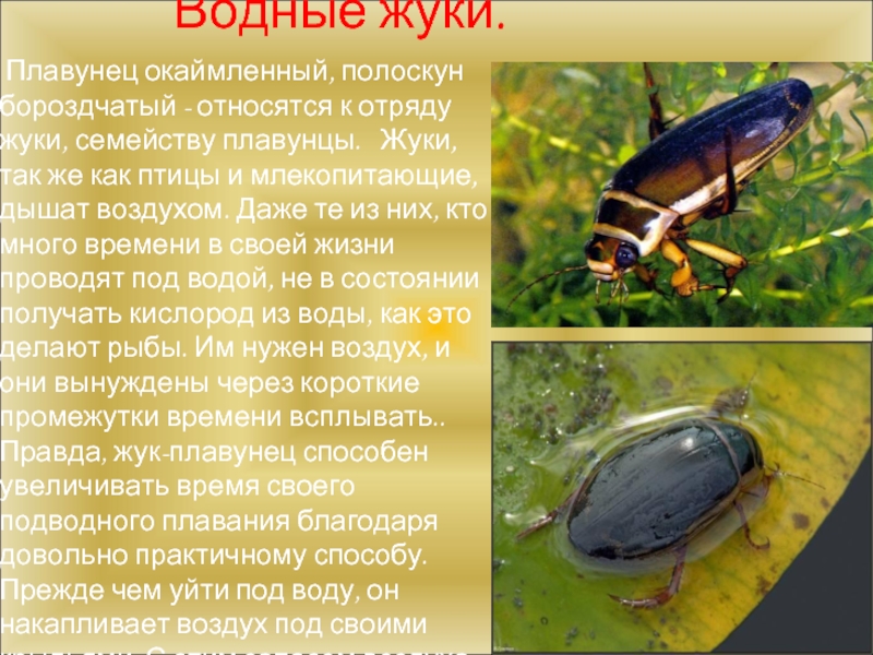 Водные жуки. Плавунец окаймленный, полоскун бороздчатый - относятся к отряду жуки, семейству плавунцы.  Жуки, так же