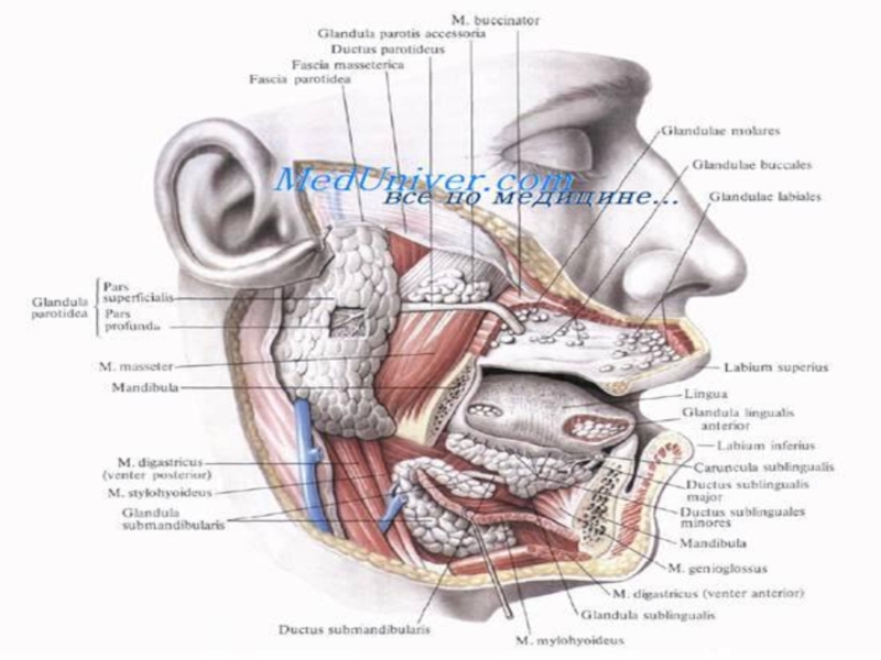 Glandula латынь. Слюнные железы анатомия строение топография. Околоушно-жевательная область топографическая анатомия. Топография протока околоушной слюнной железы. Топография околоушной слюнной железы топографическая анатомия.